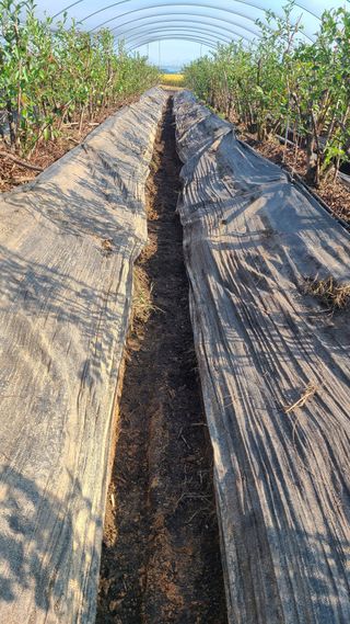 김동만님의 블루베리 · 영농일지 작성글 사진