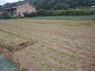 오영관님의 배추 · 영농일지 작성글 사진