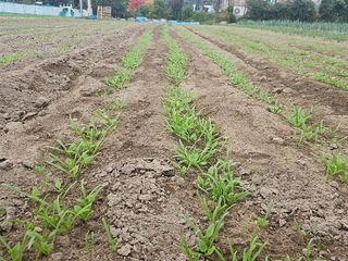 오영관님의 배추 · 영농일지 작성글 사진