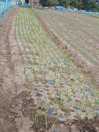 오영관님의 배추 · 영농일지 작성글 사진