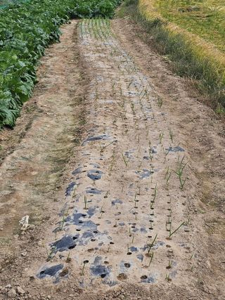 오영관님의 배추 · 영농일지 작성글 사진