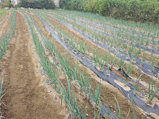 오영관님의 배추 · 영농일지 작성글 사진