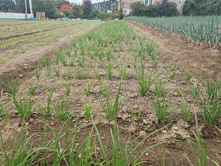 오영관님의 배추 · 영농일지 작성글 사진