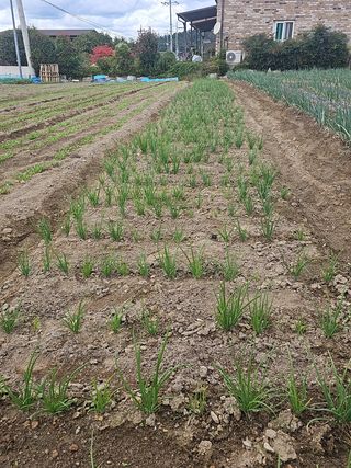 오영관님의 배추 · 영농일지 작성글 사진