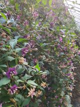 팜모닝 · 게시글 이미지