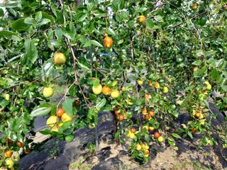 윤용대님의 기타작물 · 영농일지 작성글 사진