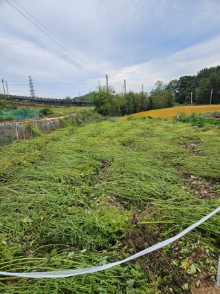 이소영님의 들깨 · 영농일지 작성글 사진
