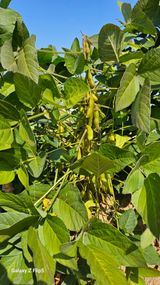 팜모닝 콩·영농일지 게시글 이미지