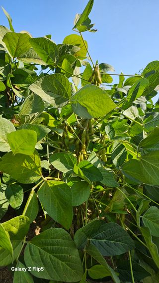 월륭 이은섭님의 콩 · 영농일지 작성글 사진