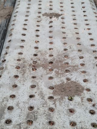 진호님의 마늘 · 영농일지 작성글 사진