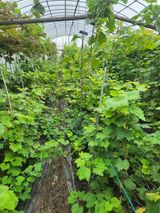 팜모닝 포도·영농일지 게시글 이미지