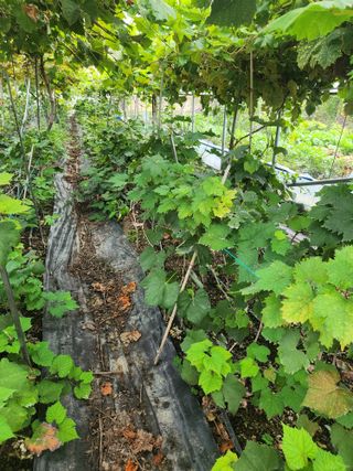 오대원님의 포도 · 영농일지 작성글 사진