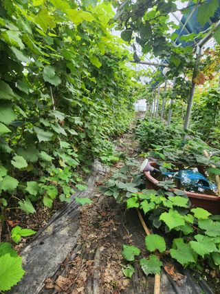 오대원님의 포도 · 영농일지 작성글 사진