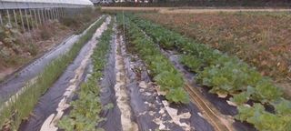 강신춘님의 고구마 · 영농일지 작성글 사진