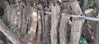 강신춘님의 고구마 · 영농일지 작성글 사진