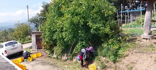 강신춘님의 고구마 · 영농일지 작성글 사진