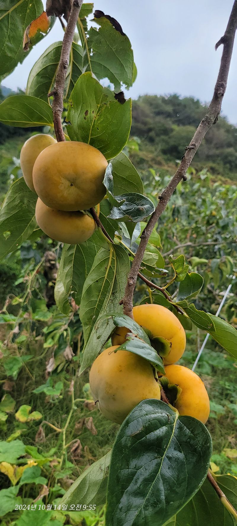 장터 상품 [단감10kg] 썸네일