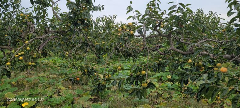 달마루님의 장터 판매 상품 [단감10kg] 첨부 사진