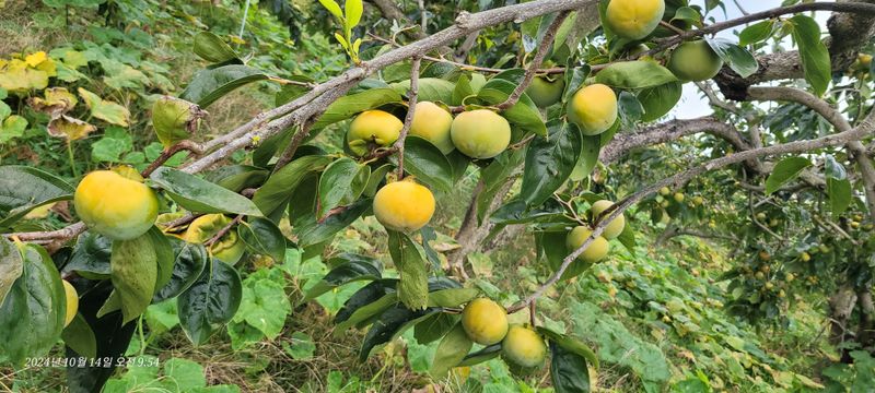 달마루님의 장터 판매 상품 [단감10kg] 첨부 사진