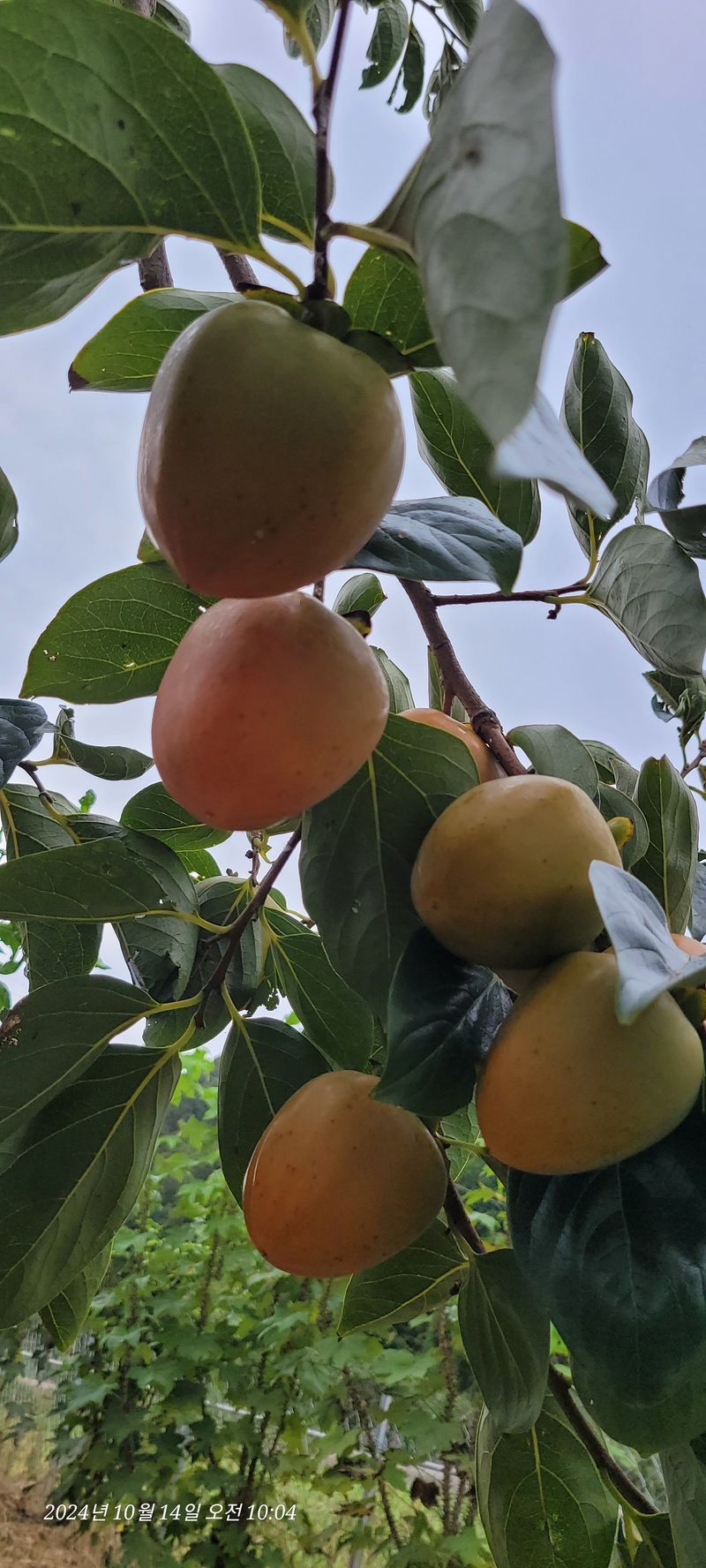 달마루님의 장터 판매 상품 [단감10kg] 첨부 사진