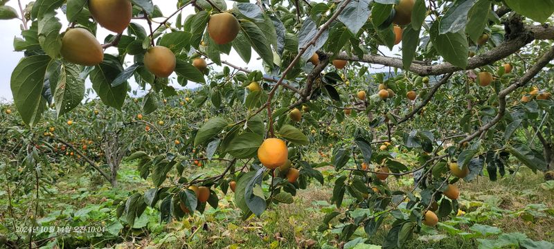 달마루님의 장터 판매 상품 [단감10kg] 첨부 사진