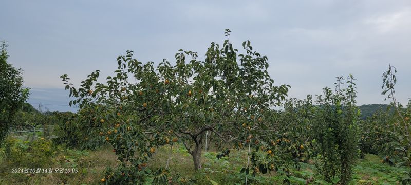 달마루님의 장터 판매 상품 [단감10kg] 첨부 사진
