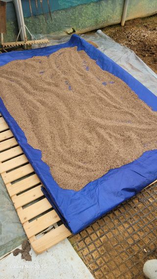 제주농부님의 참깨 · 영농일지 작성글 사진