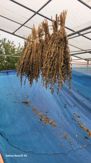 제주농부님의 참깨 · 영농일지 작성글 사진