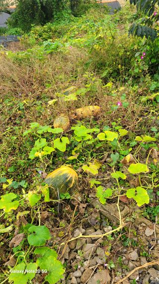 제주농부님의 참깨 · 영농일지 작성글 사진
