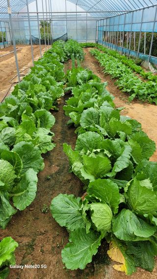 제주농부님의 참깨 · 영농일지 작성글 사진