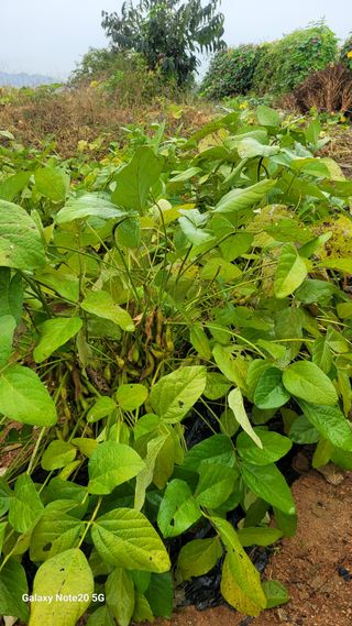 제주농부님의 참깨 · 영농일지 작성글 사진