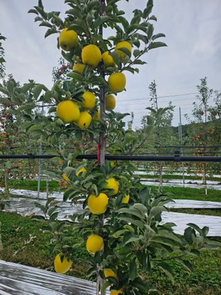 조재윤님의 사과 · 영농일지 작성글 사진