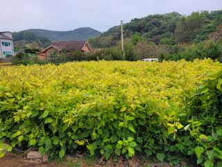 땅땅님의 들깨 · 자유게시판 작성글 사진