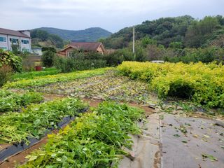 땅땅님의 들깨 · 자유게시판 작성글 사진
