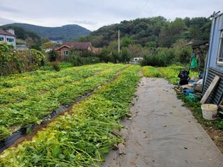 땅땅님의 들깨 · 자유게시판 작성글 사진