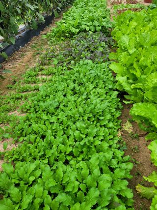 땅땅님의 들깨 · 자유게시판 작성글 사진