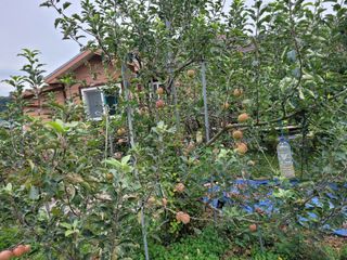 땅땅님의 들깨 · 자유게시판 작성글 사진