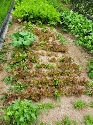 땅땅님의 들깨 · 자유게시판 작성글 사진