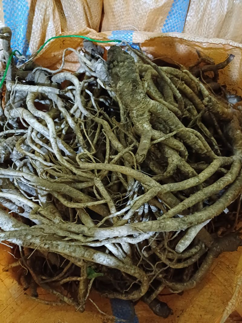 김상수님의 장터 판매 상품 [재배한  4년근 도라지판매] 첨부 사진