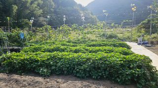 김호열님의 고구마 · 영농일지 작성글 사진