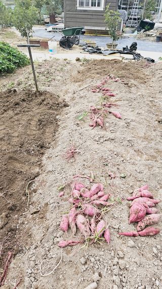 김호열님의 고구마 · 영농일지 작성글 사진