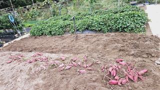 김호열님의 고구마 · 영농일지 작성글 사진