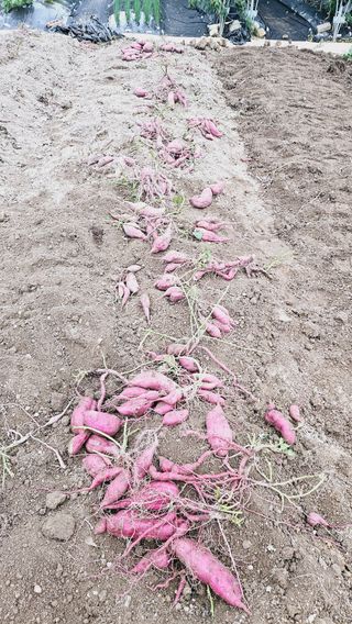 김호열님의 고구마 · 영농일지 작성글 사진