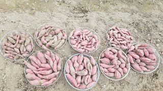 김호열님의 고구마 · 영농일지 작성글 사진