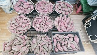 김호열님의 고구마 · 영농일지 작성글 사진