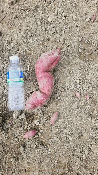 김호열님의 고구마 · 영농일지 작성글 사진