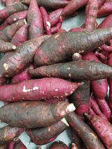 팜모닝 고구마·병해충상담 게시글 이미지