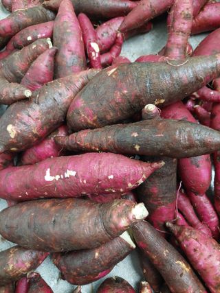 들무새님의 고구마 · 병해충상담 작성글 사진