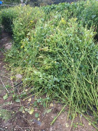 로즈마리님의 기타작물 · 영농일지 작성글 사진