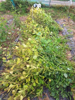 로즈마리님의 기타작물 · 영농일지 작성글 사진